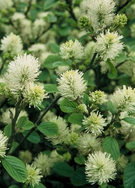 Fothergilla major struik 25-30 cm
