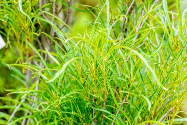 Frangula alnus 'Fine Line' buske 60-80 cm
