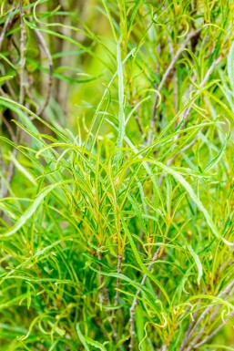 Frangula alnus 'Fine Line' Strauch 150-175 cm