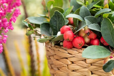 Gaultheria procumbens Strauch 15-20 cm