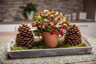 Gaultheria procumbens Strauch 15-20 cm