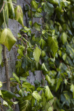 Hedera colchica 'Fall Favourite' struik 30-40 cm