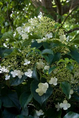 Hydrangea anomala subsp. petiolaris buske 50-70 cm