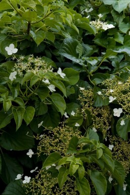 Hydrangea anomala subsp. petiolaris buske 50-70 cm
