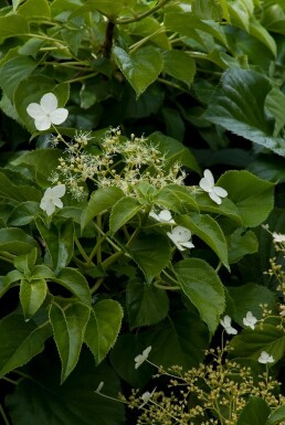Hydrangea anomala subsp. petiolaris buske 50-70 cm