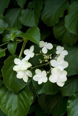 Hydrangea anomala subsp. petiolaris buske 50-70 cm