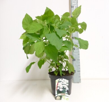 Hydrangea arborescens 'Annabelle' buske 50-60 cm
