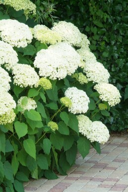 Hydrangea arborescens 'Annabelle' buske 60-80 cm