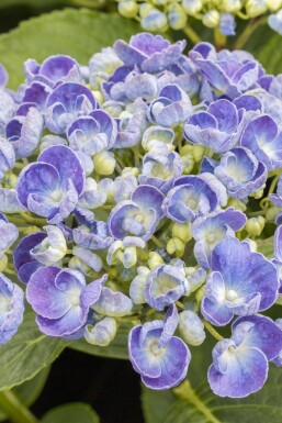 Hydrangea macrophylla 'Ayesha' buske 30-40 cm