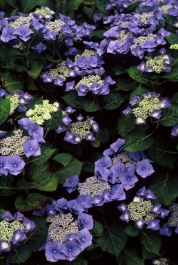 Hydrangea macrophylla 'Blaumeise' busk 60-80 cm