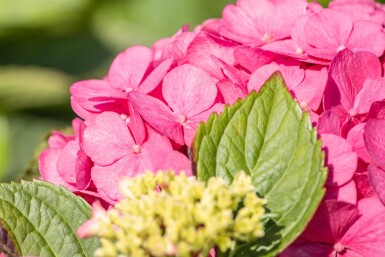 Hydrangea macrophylla 'Bouquet Rose' busk 20-30 cm