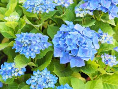 Hydrangea macrophylla 'Nikko Blue' struik 30-40 cm