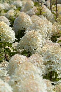 Hydrangea paniculata 'Phantom' struik 80-100 cm