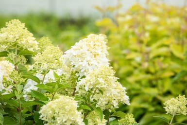 Hydrangea paniculata 'Skyfall' struik 30-40 cm