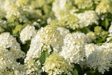 Hydrangea paniculata 'Skyfall' struik 30-40 cm