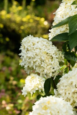 Hydrangea paniculata 'Skyfall' struik 30-40 cm