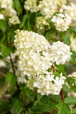 Hydrangea paniculata 'Vanille Fraise' struik 40-60 cm