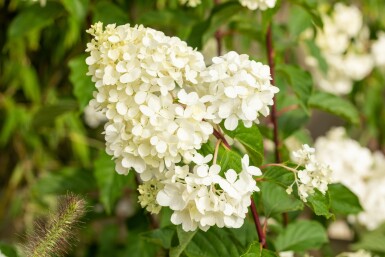 Hydrangea paniculata 'Vanille Fraise' struik 40-60 cm