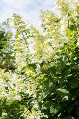 Hydrangea paniculata 'Vanille Fraise' struik 60-80 cm