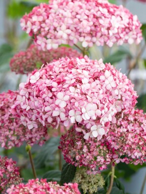 Hydrangea 'Pink Annabelle' struik 30-40 cm