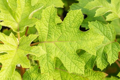 Hydrangea quercifolia 'Ruby Slippers' arbuste 30-40 cm