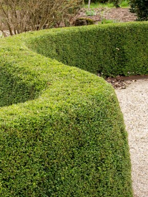 Lonicera nitida 'Elegant' struik 40-50 cm