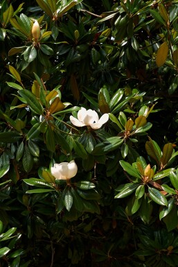 Magnolia grandiflora struik 40-60 cm