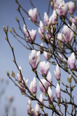Magnolia 'Heaven Scent' struik 125-150 cm