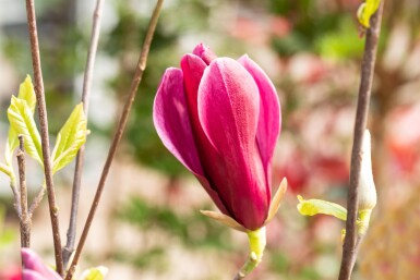 Magnolia liliiflora 'Nigra' struik 100-125 cm