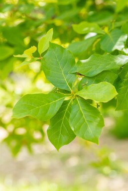 Nyssa sylvatica struik 40-60 cm