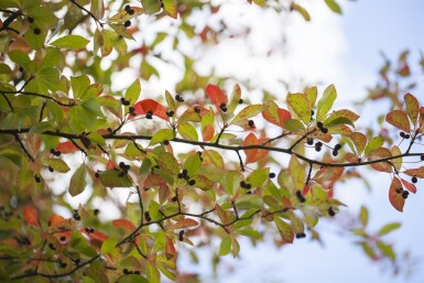 Nyssa sylvatica struik 40-60 cm