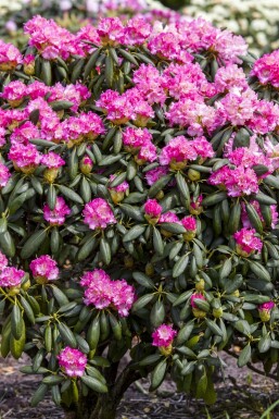 Rhododendron 'Germania' Strauch 50-60 cm