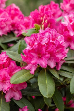 Rhododendron 'Germania' Strauch 50-60 cm
