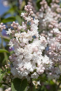 Syringa vulgaris 'Beauty of Moscow' struik 50-60 cm