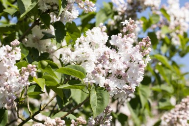 Syringa vulgaris 'Beauty of Moscow' struik 50-60 cm