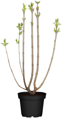 Syringa vulgaris 'Beauty of Moscow' struik 50-60 cm