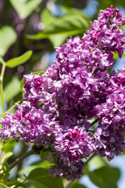Syringa vulgaris 'Charles Joly' struik 40-50 cm