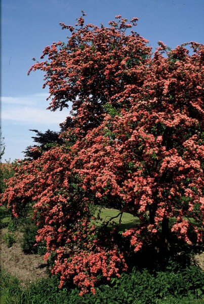 Crataegus laevigata 'Paul's Scarlet' struik