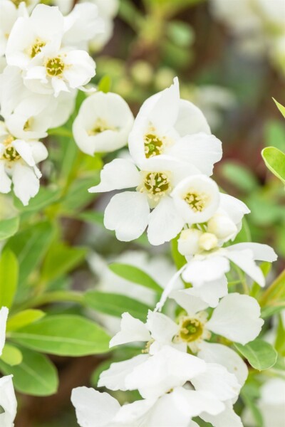 Exochorda racemosa 'Niagara' struik