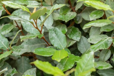 Elaeagnus ebbingei 'Compacta'