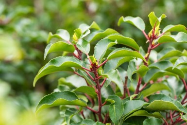 Prunus lusitanica 'Brenelia' leiboom 8/10 150cm stam 150b x 120h