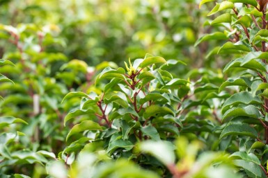 Prunus lusitanica 'Brenelia' leiboom 8/10 150cm stam 150b x 120h