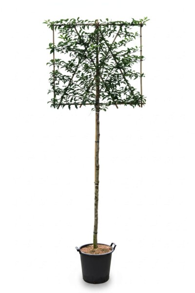 Prunus lusitanica 'Brenelia' Spalierbaum