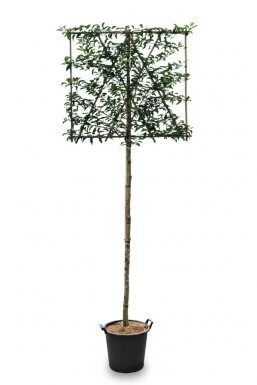 Prunus lusitanica 'Brenelia' leiboom 8/10 150cm stam 150b x 120h