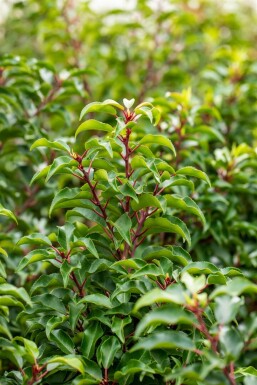 Prunus lusitanica 'Brenelia' leiboom 8/10 150cm stam 150b x 120h