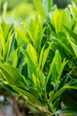 Prunus laurocerasus 'Caucasica'