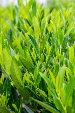 Prunus laurocerasus 'Caucasica'