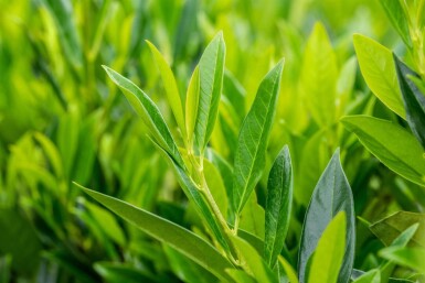 Prunus laurocerasus 'Caucasica' leiboom 8/10 150cm stam 120b x 120h