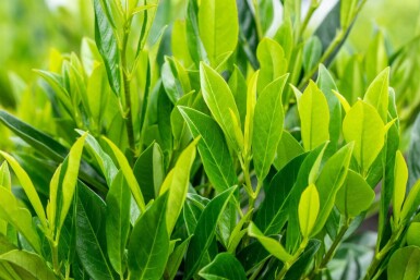 Prunus laurocerasus 'Caucasica' leiboom 8/10 150cm stam 120b x 120h