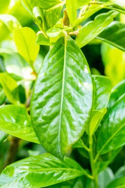 Prunus laurocerasus 'Novita'